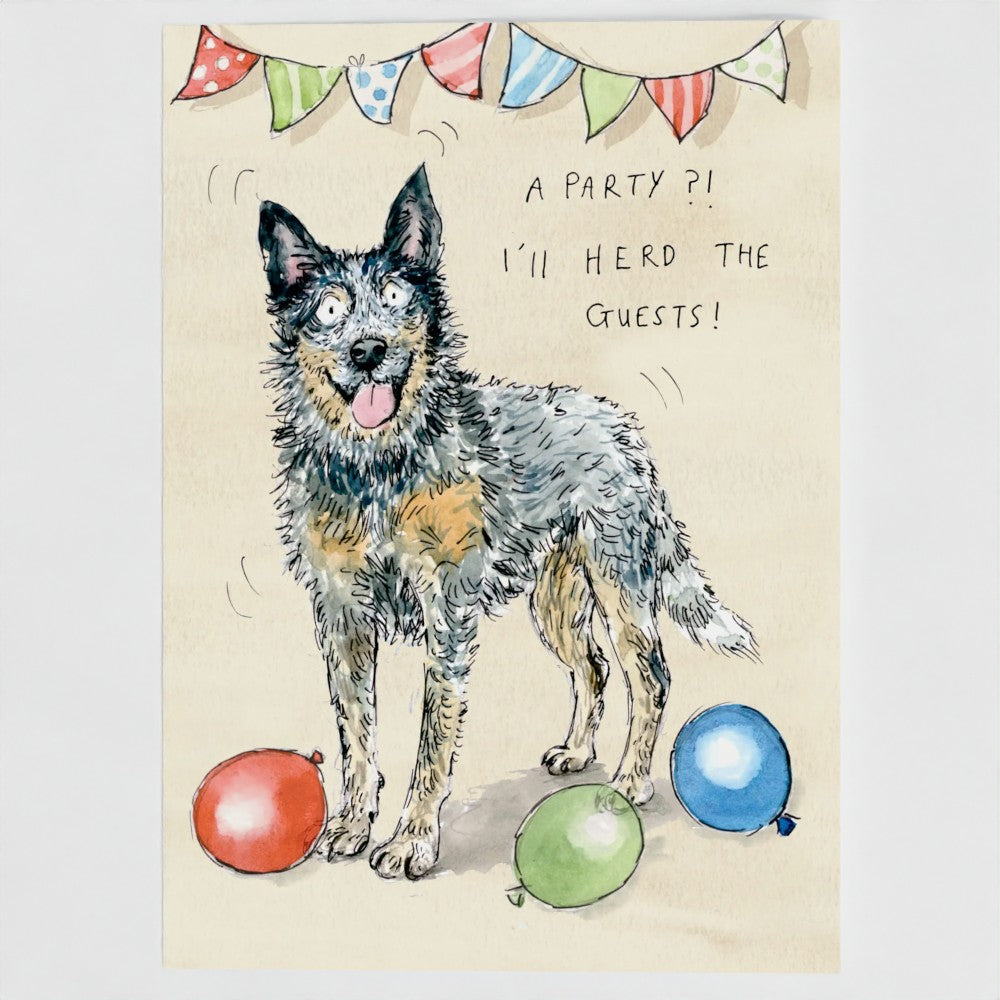 Scout the Australian Cattle Dog