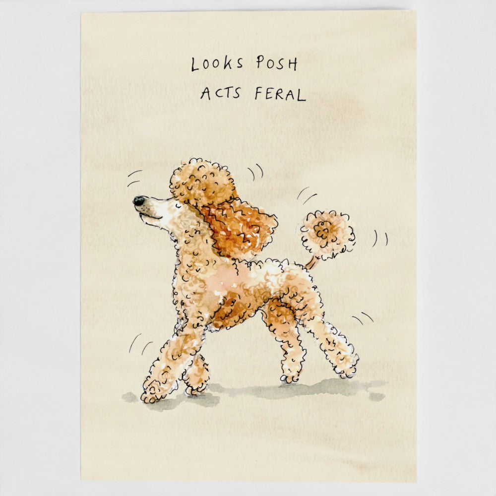 Lady Penelope the Poodle greetings card